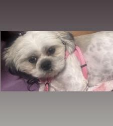 Lost Female Dog last seen W j st Erwin nc, Erwin, NC 28339