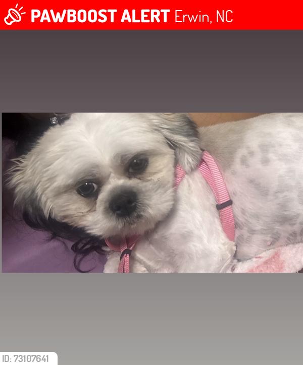 Lost Female Dog last seen W j st Erwin nc, Erwin, NC 28339