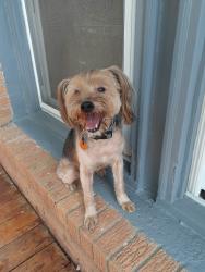 Reunited Male Dog last seen Webster and Leavenworth rd, Kansas City, KS 66109