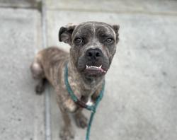 Shelter Stray Male Dog last seen E 112 Street, NEW YORK, NY, 10029, 326 E 110th St, New York, NY 10029, USA