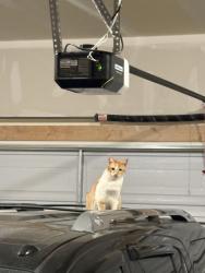 Lost Male Cat last seen Gray Wolf Lane, Eagle Mountain, UT 84005, Eagle Mountain, UT 84005