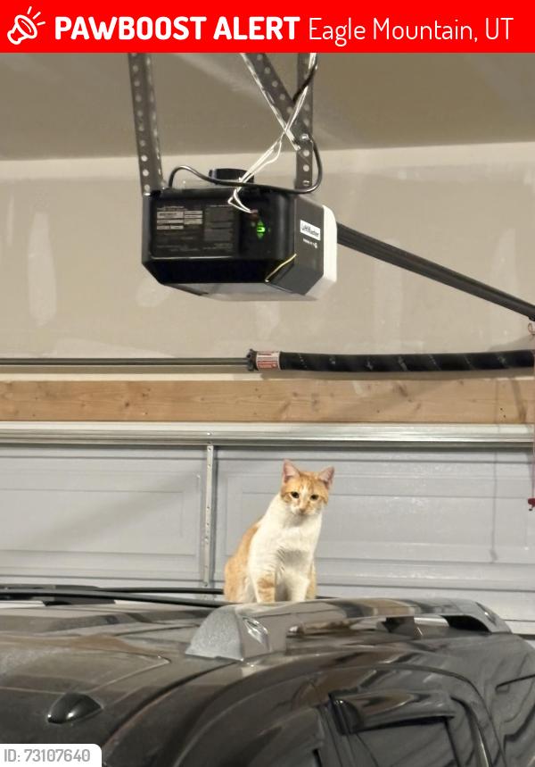 Lost Male Cat last seen Gray Wolf Lane, Eagle Mountain, UT 84005, Eagle Mountain, UT 84005