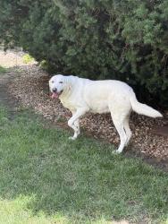 Found/Stray Female Dog last seen 60th, Lincoln, NE 68516