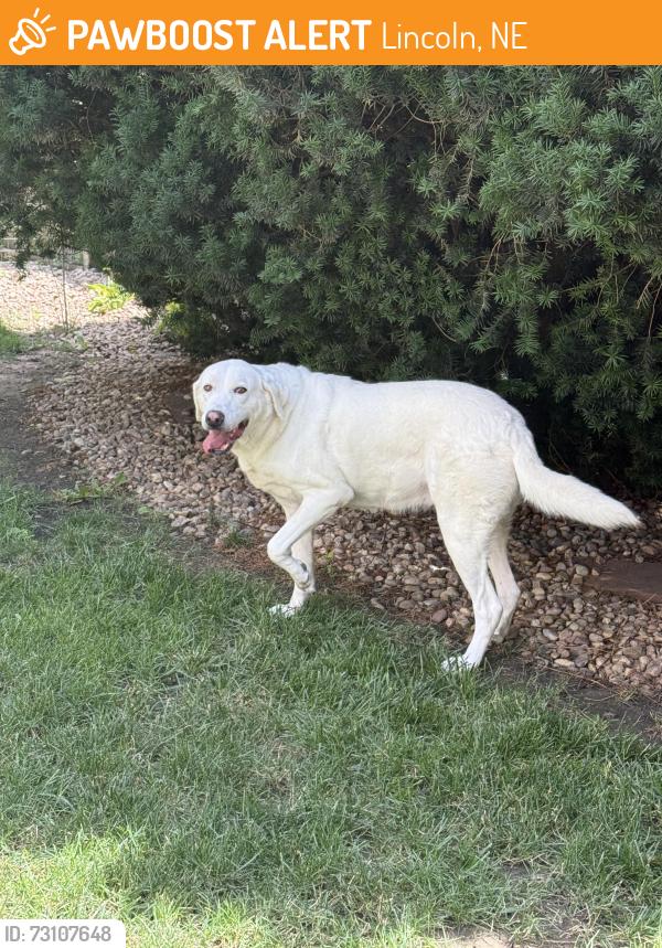 Found/Stray Female Dog last seen 60th, Lincoln, NE 68516