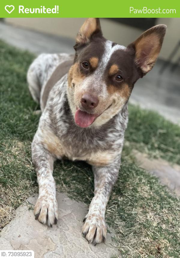 Reunited Female Dog last seen Lawndale park, Odessa, TX 79765