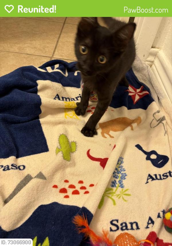 Reunited Unknown Cat last seen In a tree on Merrymount Dr, Harris County, TX 77450