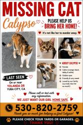 Reunited Female Cat last seen Near Yolanda Dr, Yuba City, CA 95993, USA, Yuba City, CA 95993