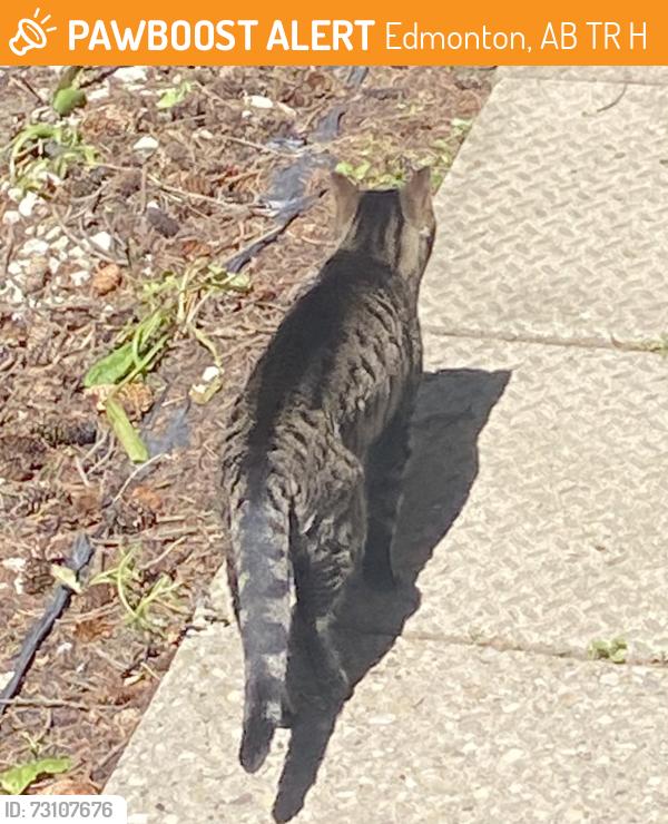 Found/Stray Unknown Cat last seen 156th st and 79a ave , Edmonton, AB T5R 3H6