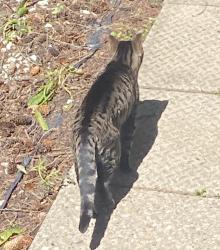 Found/Stray Unknown Cat last seen 156th st and 79a ave , Edmonton, AB T5R 3H6