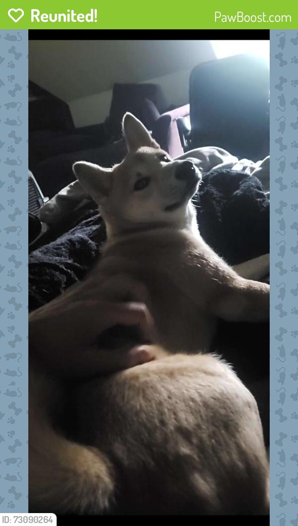 Reunited Female Dog last seen a v acri road / sleepy hollow road harrisburg pa, Harrisburg, PA 17112