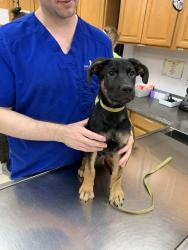 Reunited Male Dog last seen Near Waid Rd, Oneonta, AL 35121, USA, Oneonta, AL 35121