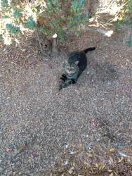 Reunited Male Cat last seen Flamingo & Teneya, Las Vegas, NV 89147