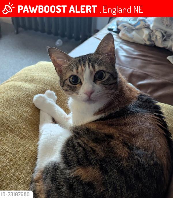 Lost Female Cat last seen Glebe. Washington Tyne and wear, , England NE38