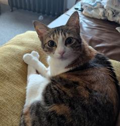 Lost Female Cat last seen Glebe. Washington Tyne and wear, , England NE38