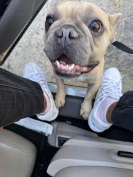Found/Stray Male Dog last seen East Palmdale, Palmdale, CA 93552