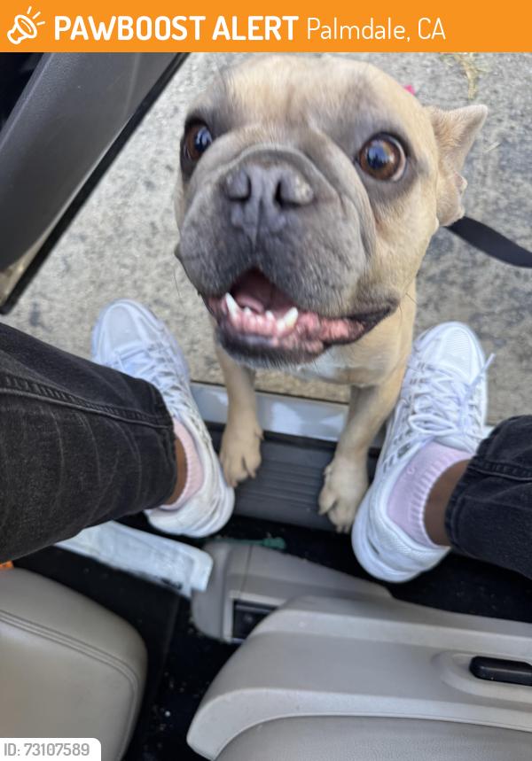 Found/Stray Male Dog last seen East Palmdale, Palmdale, CA 93552
