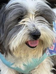 Lost Female Dog last seen Forestburg Drive and Veterans Memorial Drive, Houston, TX 77038