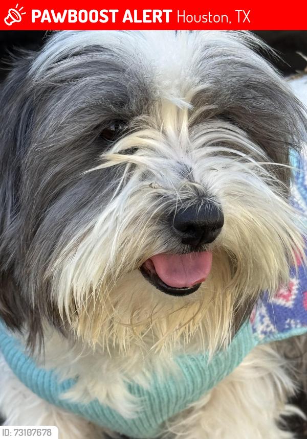 Lost Female Dog last seen Forestburg Drive and Veterans Memorial Drive, Houston, TX 77038