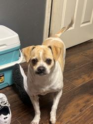 Reunited Male Dog last seen Near S 149th E Ave, Tulsa, OK 74134, USA, Tulsa, OK 74134