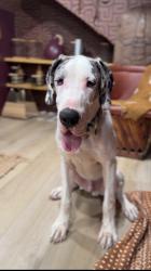 Lost Male Dog last seen Herringwood / Candler, Decatur, GA 30034