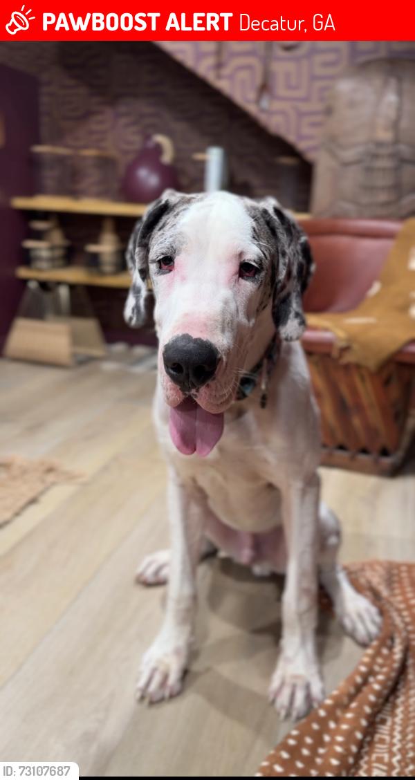 Lost Male Dog last seen Herringwood / Candler, Decatur, GA 30034