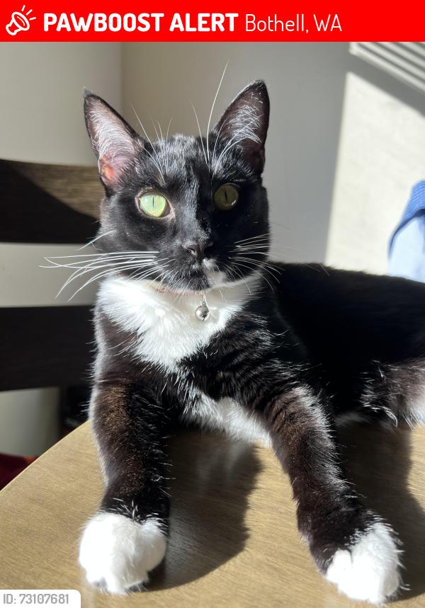 Lost Female Cat last seen Lynwood High School, Bothell, WA 98012