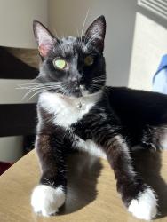 Lost Female Cat last seen Lynwood High School, Bothell, WA 98012