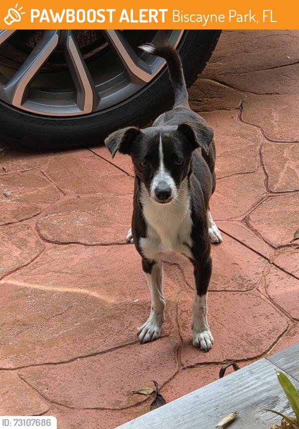 Found/Stray Male Dog last seen Ne 125 street, Biscayne Park, FL 33161