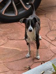 Found/Stray Male Dog last seen Ne 125 street, Biscayne Park, FL 33161