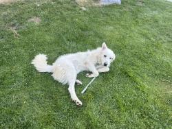 Found/Stray Male Dog last seen I-9 freeway, Kern County, CA 93313
