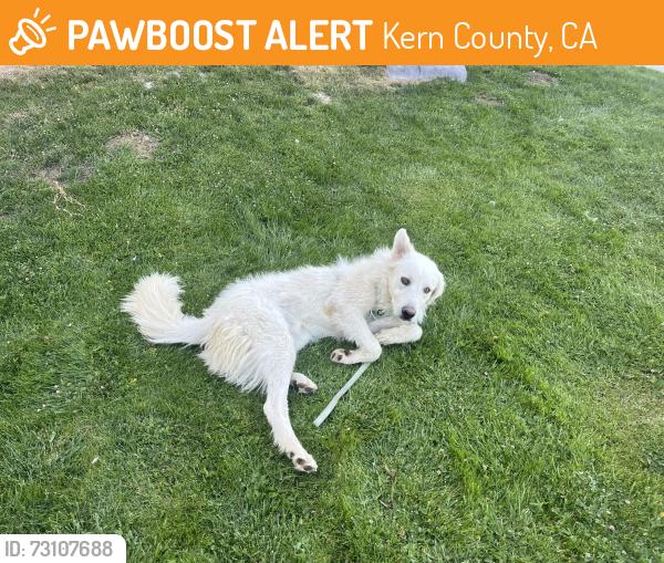 Found/Stray Male Dog last seen I-9 freeway, Kern County, CA 93313