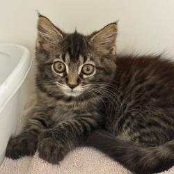 Shelter Stray Unknown Cat last seen , 901 N Haverty St, Pine Bluff, AR 71601, USA