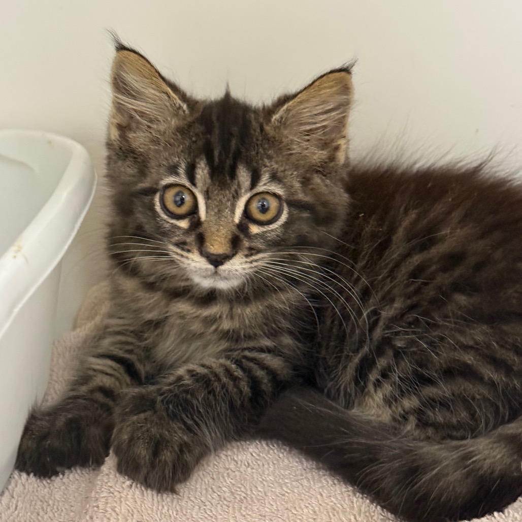 Shelter Stray Unknown Cat last seen , 901 N Haverty St, Pine Bluff, AR 71601, USA