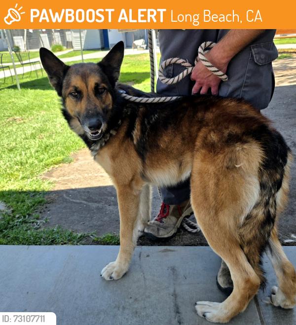 Found/Stray Male Dog last seen Near E 3rd St, Long Beach, CA 90814, Long Beach, CA 90814