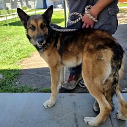 Found/Stray Male Dog last seen Near E 3rd St, Long Beach, CA 90814, Long Beach, CA 90814