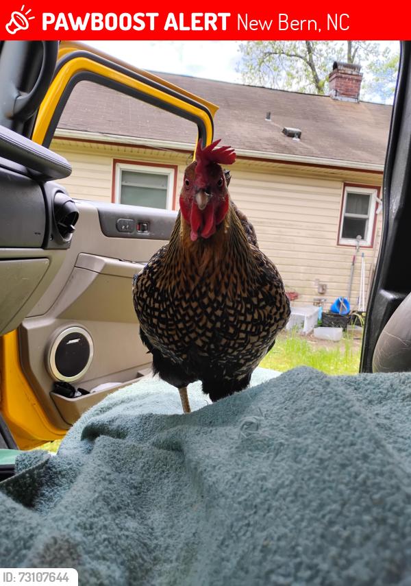 Lost Female Other last seen New Bern nc utilities, New Bern, NC 28560
