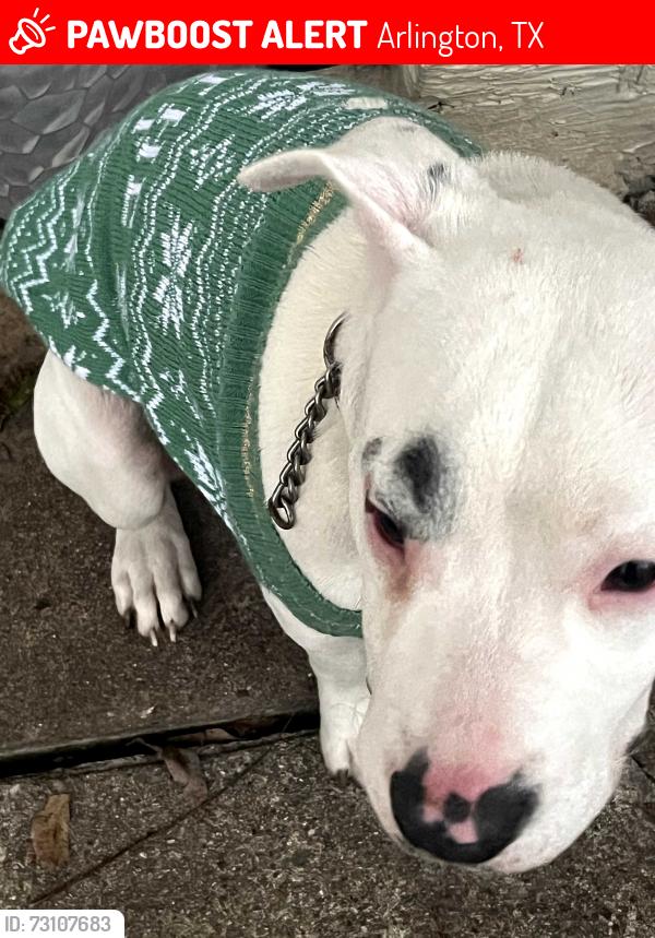 Lost Male Dog last seen Park row st, Arlington, TX 76010