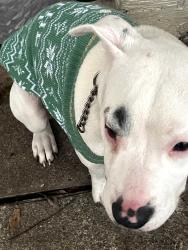 Lost Male Dog last seen Park row st, Arlington, TX 76010