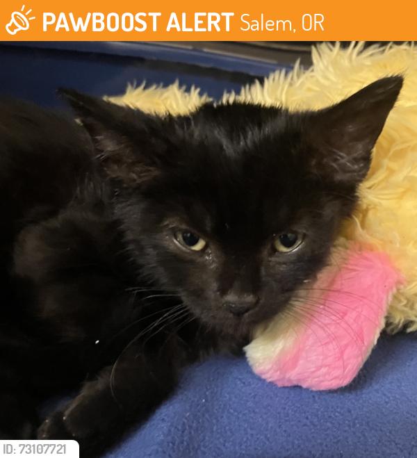 Found/Stray Male Cat last seen Kuebler and Commercial, Salem, OR 97306