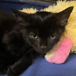 Found/Stray Male Cat last seen Kuebler and Commercial, Salem, OR 97306