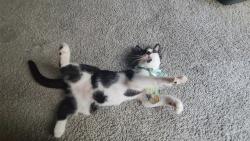 Reunited Female Cat last seen Near Windtree Dr E, Jacksonville, FL 32257