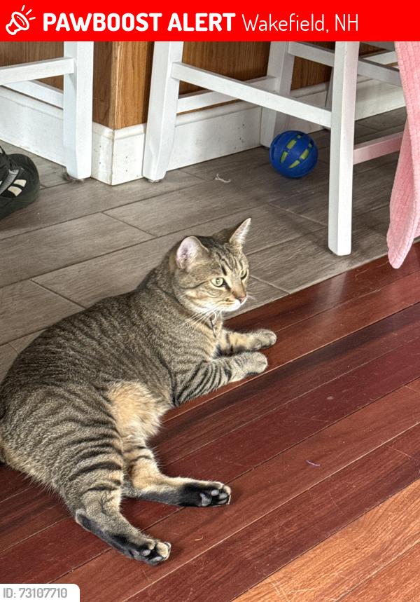 Lost Male Cat last seen Ballards Ridge Rd and Province Lake Rd, Wakefield, NH 03830