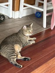 Lost Male Cat last seen Ballards Ridge Rd and Province Lake Rd, Wakefield, NH 03830