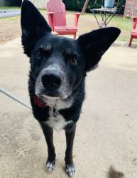 Reunited Male Dog last seen Selkirk & Grandbury, Fort Worth, TX 76133