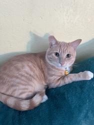 Reunited Male Cat last seen Woodland Park, wpms, fulton/woodland park, San Marcos, CA 92069