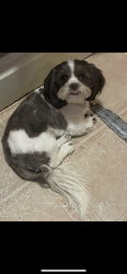 Reunited Male Dog last seen In between getwell and cherry rd, Memphis, TN 38111