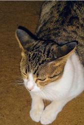 Reunited Female Cat last seen Wimbledon Dr and Bowen Rd, Arlington, TX 76017