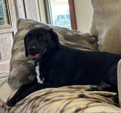 Lost Male Dog last seen Mill and reliance, Hamilton, NJ 08330