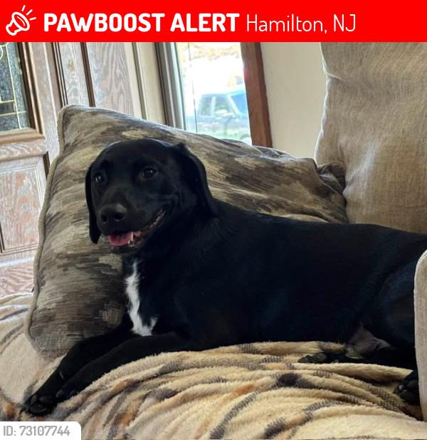 Lost Male Dog last seen Mill and reliance, Hamilton, NJ 08330