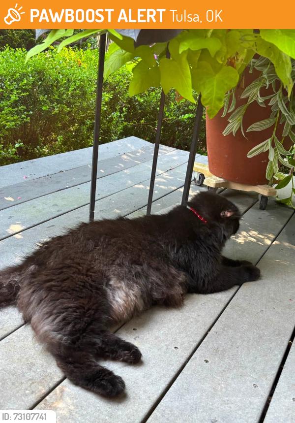 Found/Stray Unknown Cat last seen Richland Hills neighborhood, near Willow Creek cndmniums, Tulsa, OK 74103